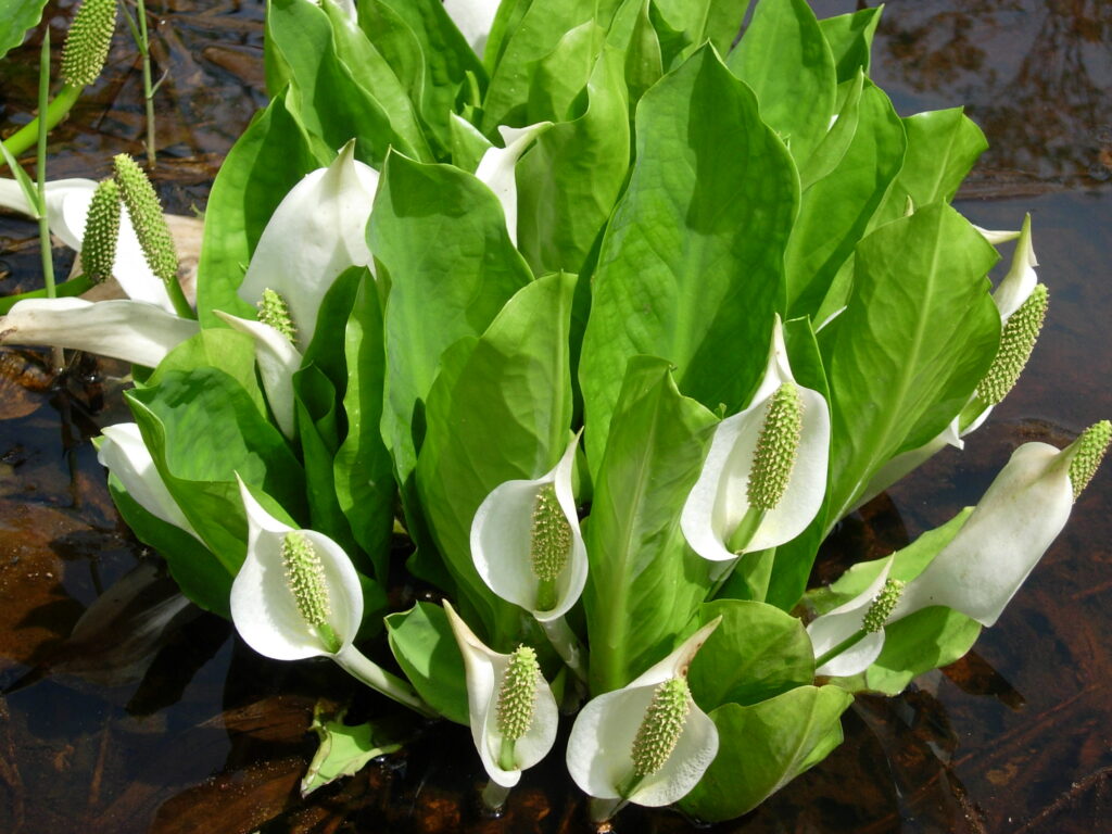 Mizubasho Flower